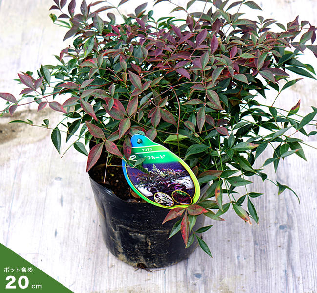 ナンテン \“フルート” 