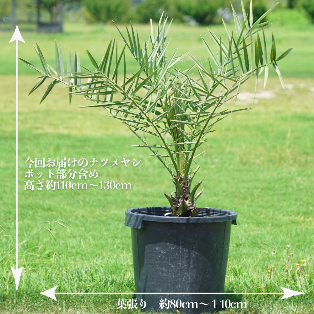 ヤシ ナツメヤシ 5