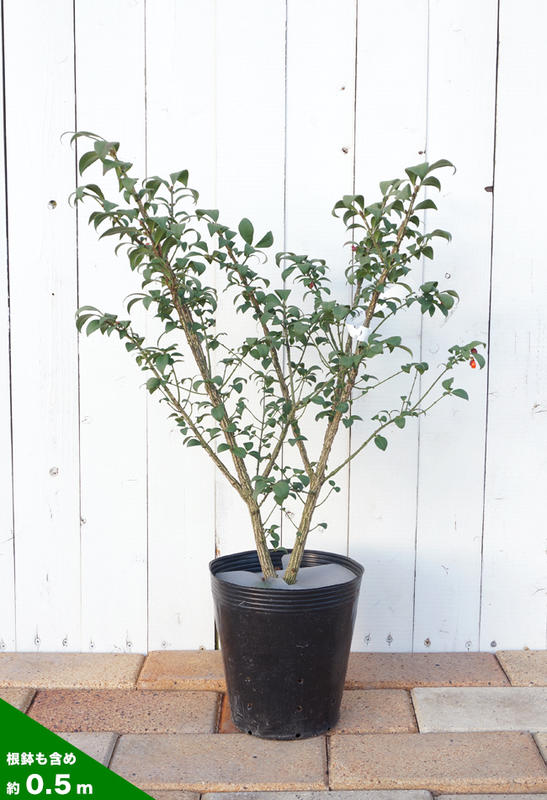 ニシキギ コンパクタ 苗 販売 苗木部 By 花ひろばオンライン