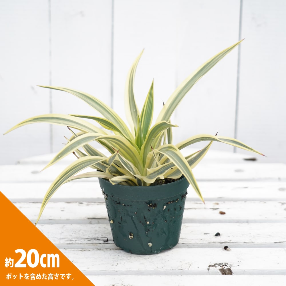 ユッカ グロリオサ ブラストスター 苗 販売 苗木部 By 花ひろばオンライン