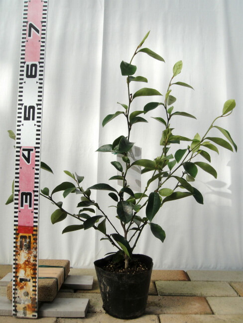 カラタネオガタマ ポートワイン 苗 販売 苗木部 By 花ひろばオンライン