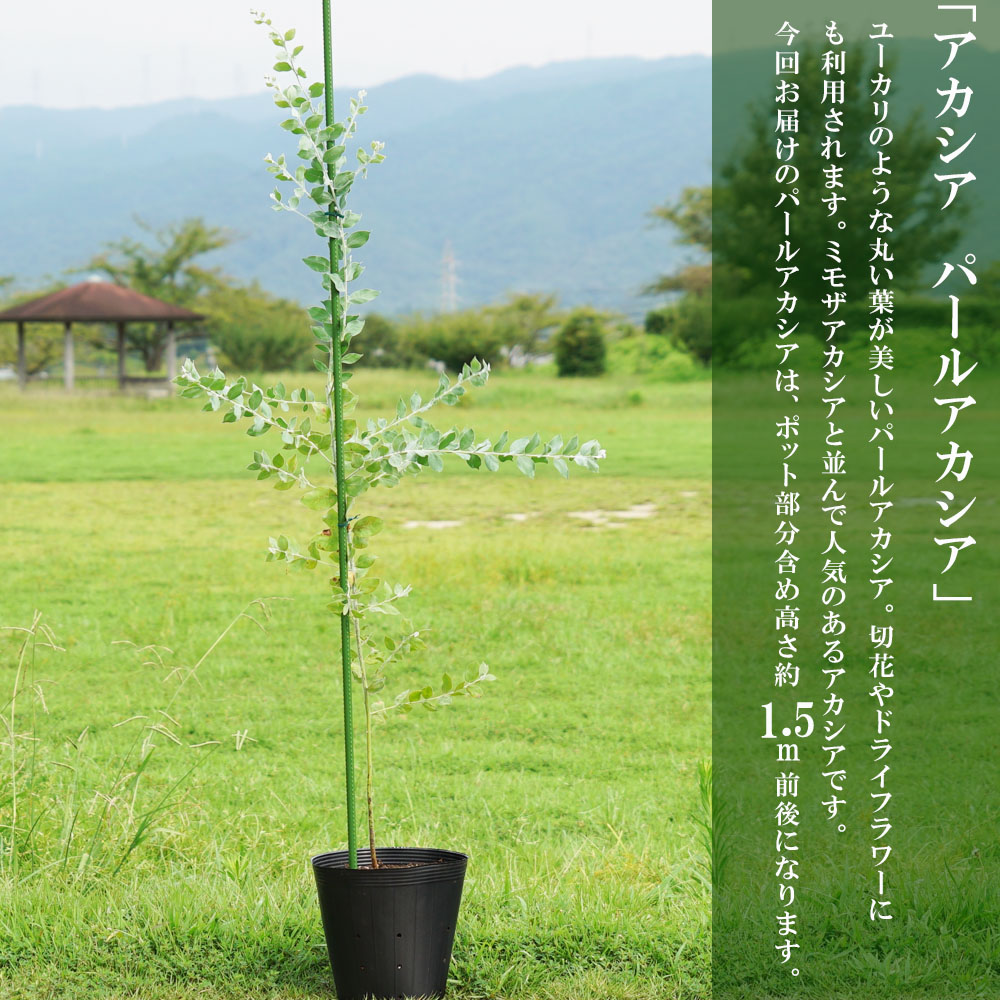 アカシア パールアカシア 苗 おすすめ 苗木部 By 花ひろばオンライン