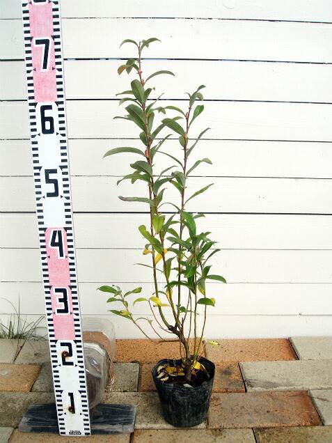 ピンク ネコヤナギ 苗 販売 苗木部 By 花ひろばオンライン