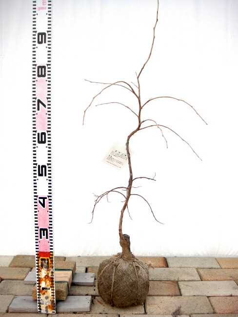 エゴノキ シダレエゴノキ（白花） 1