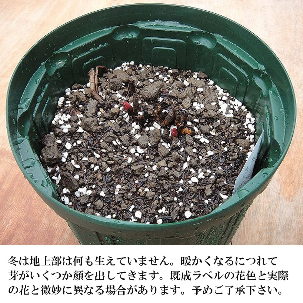 芍薬 西洋シャクヤク レッドサラベルナール 苗 販売 苗木部 By 花