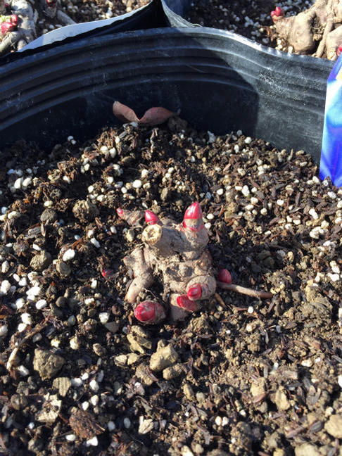 芍薬は冬は地上部がなくなります。