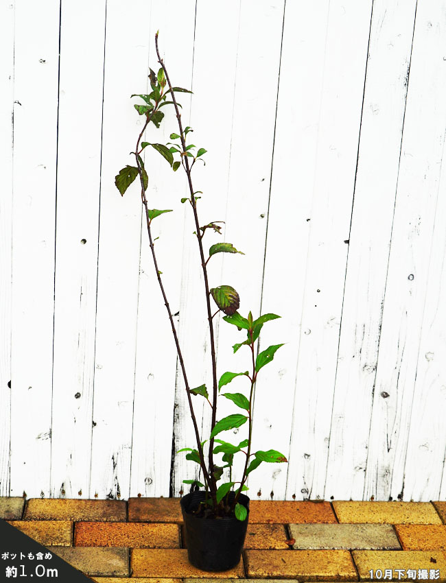 ビバーナム 【レイファーズドワーフ】 ポット苗