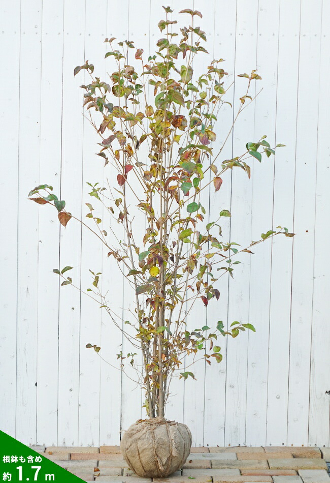 ヤマボウシ 苗 おすすめ 苗木部 By 花ひろばオンライン