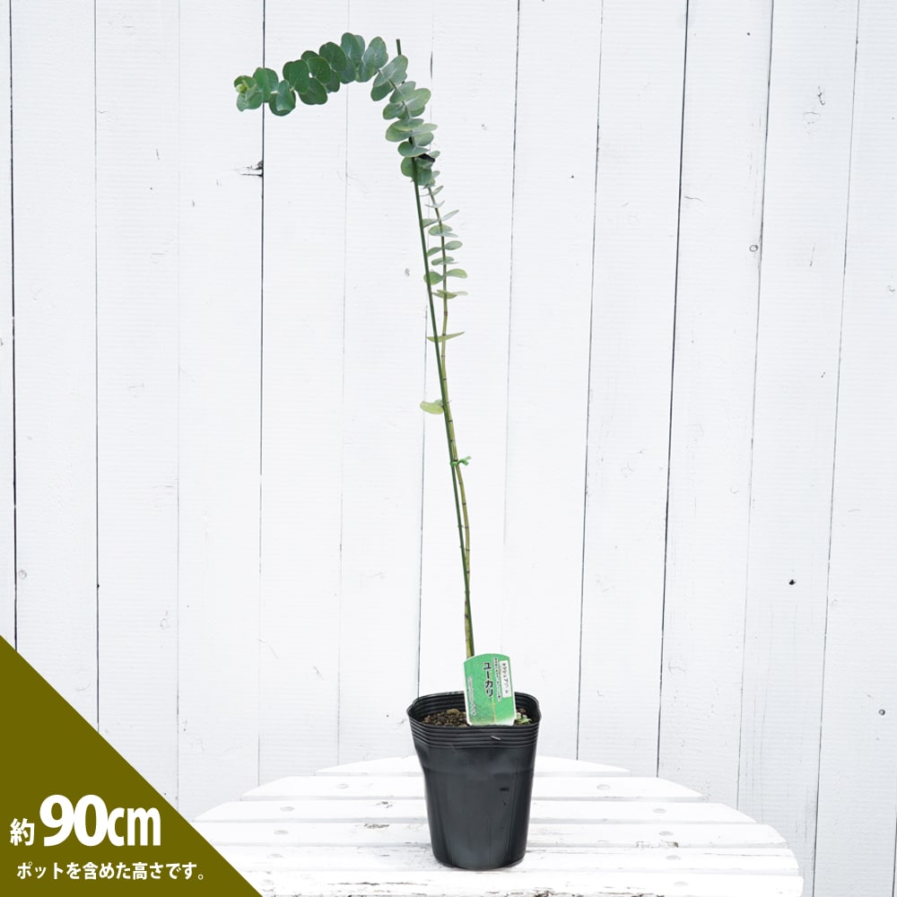 ユーカリ キラシュプリーム 1