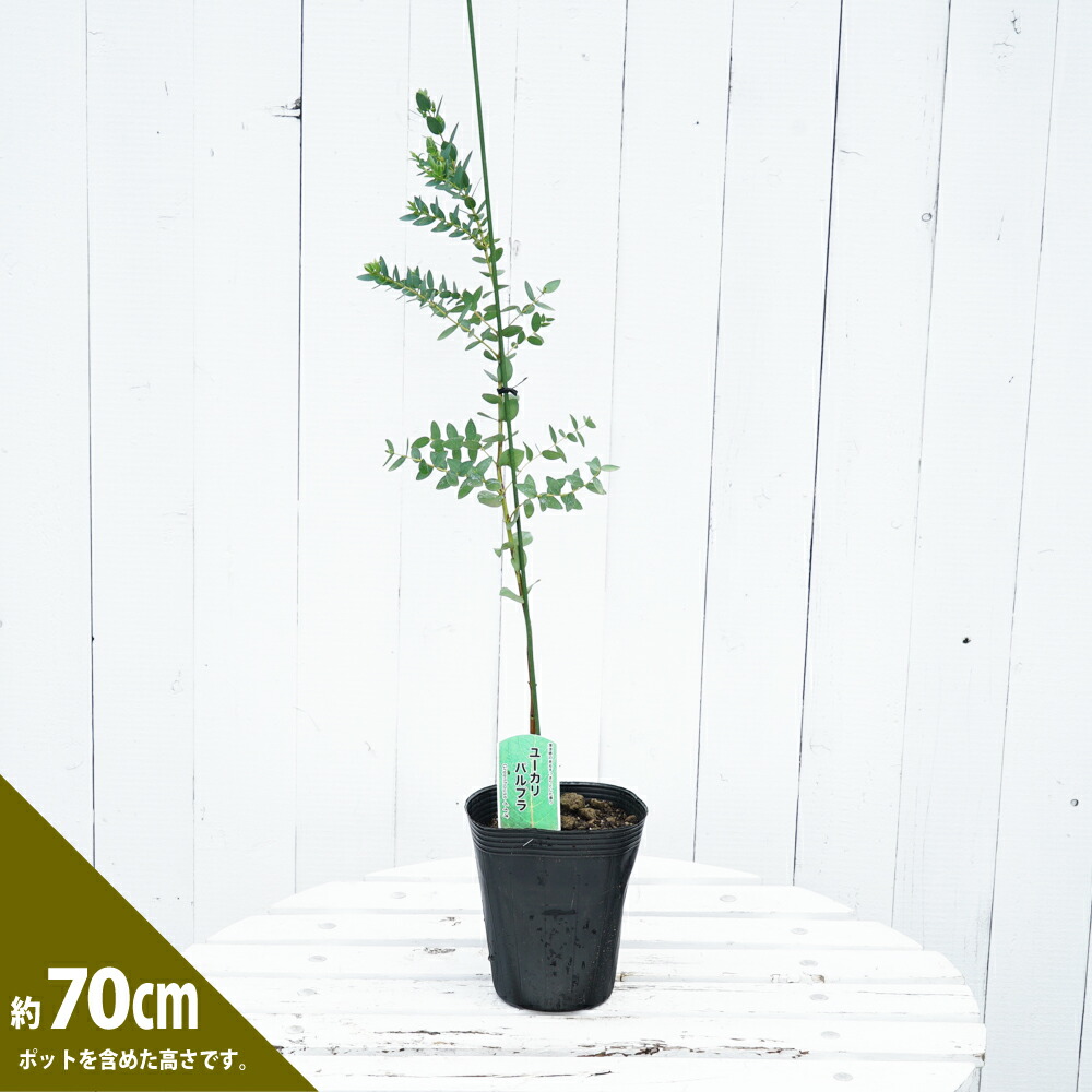 ユーカリ パルプラ 1