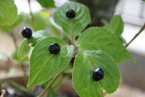 ハナイカダ メスの果実