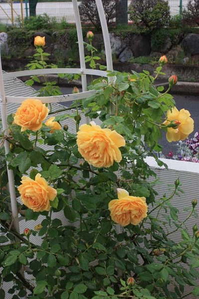 バラ ゴールデンセレブレーション 3