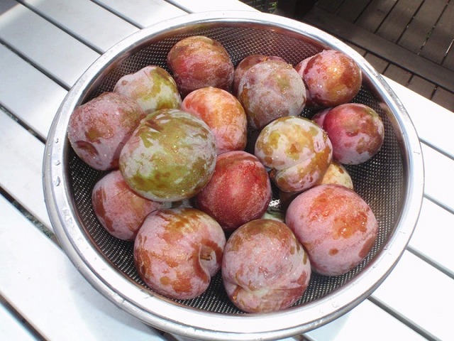 プラム・スモモ ソルダム 1