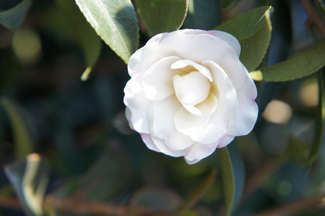 リトルホワイト