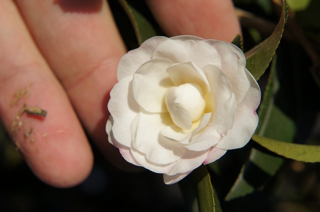 サザンカ リトルホワイト 1