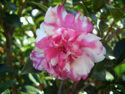 さざんか しあわせ絞り （花御堂）