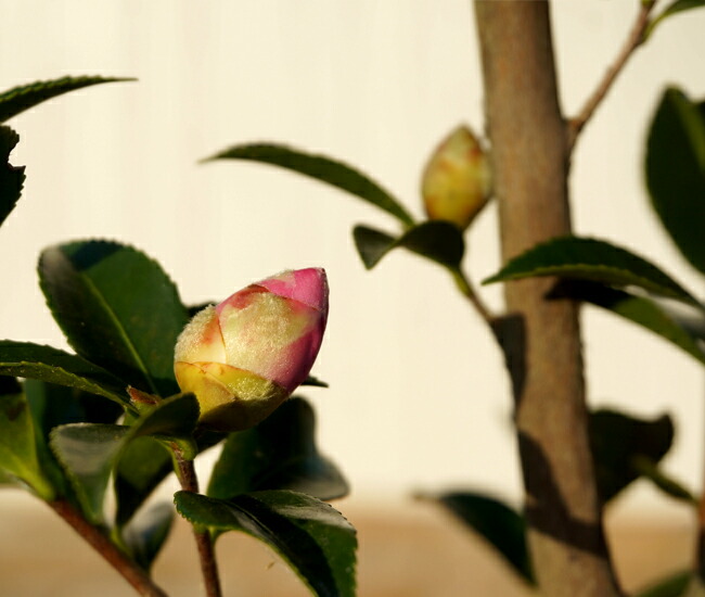 ポポー ポポー 1