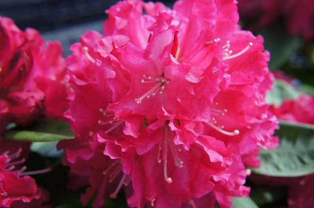 シャクナゲ 紅富士 3