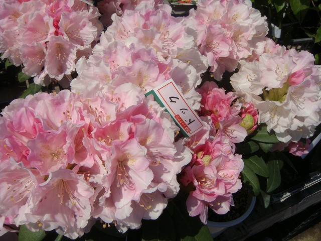 シャクナゲ ドック 3