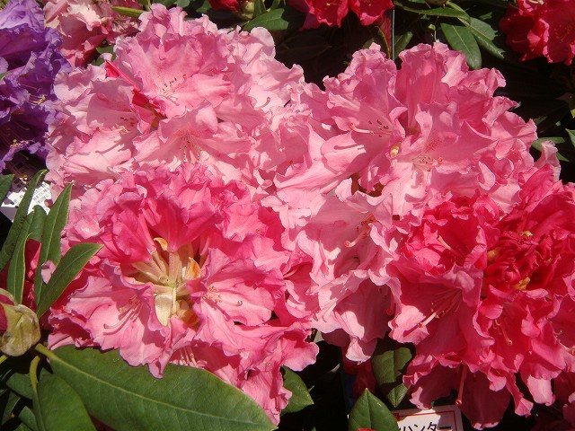 シャクナゲ ハイドンハンター 3