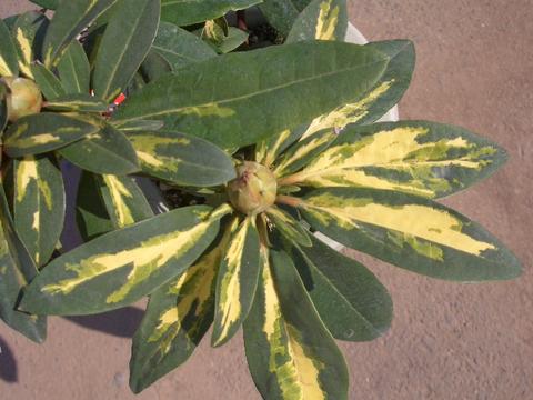 シャクナゲ 花かがり 1