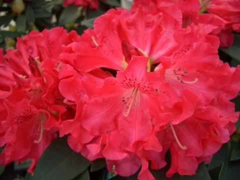 シャクナゲ ジンマリー 2