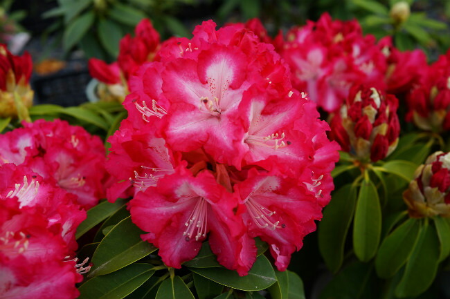 シャクナゲ 紅衣 2