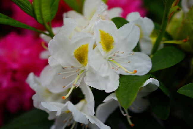 シャクナゲ マダムマッソン 3