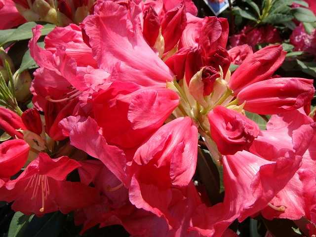 シャクナゲ マキターズプライズ 2