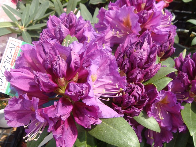 シャクナゲ パープルマジック 3