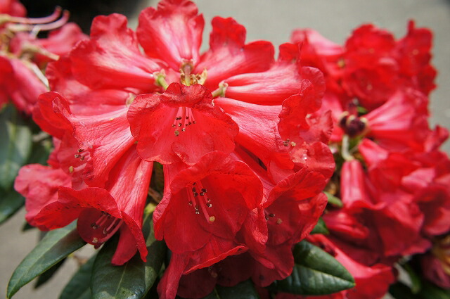 シャクナゲ ルビコン 2