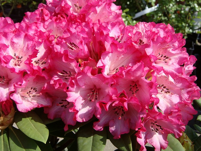 シャクナゲ さきがけ 2