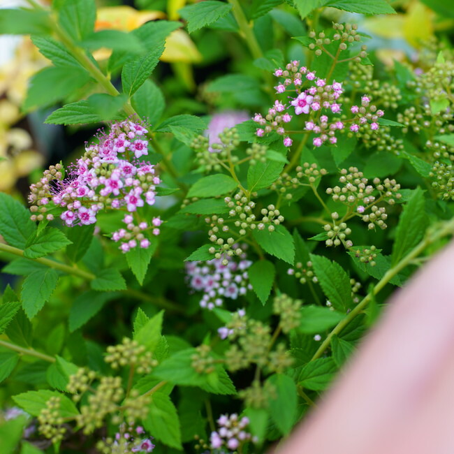 リトルプリンセス  