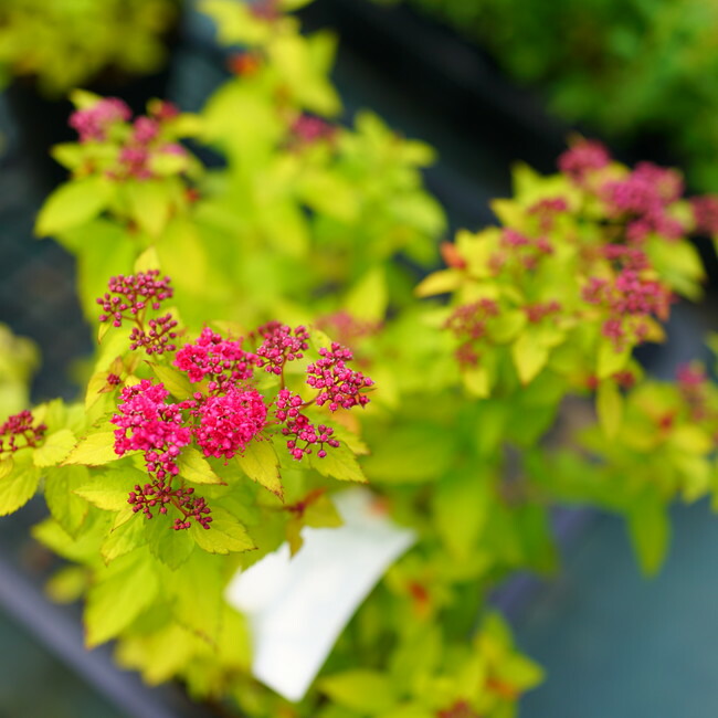 シモツケ マジックカーペット