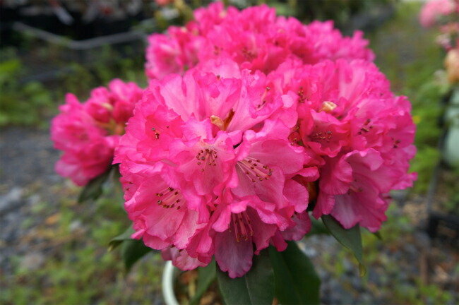 シャクナゲ わらべ唄 