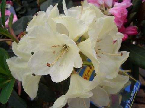 シャクナゲ ウィリアムキング 2