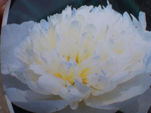 ダッチェスドネムール