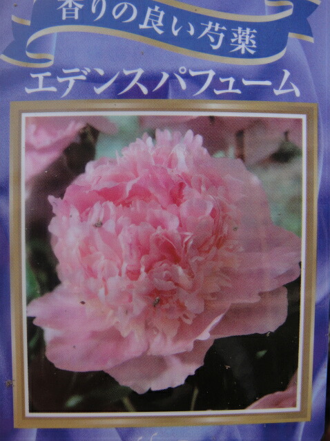 芍薬 エデンスパフューム 1