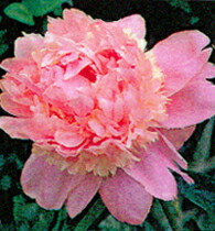 エンジェルチーjクス