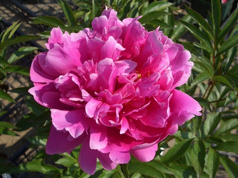 シャクナゲ 火祭 2