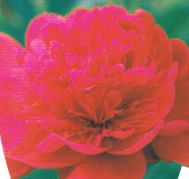   芍薬（シャクヤク）
\“カールローゼンフィールド”