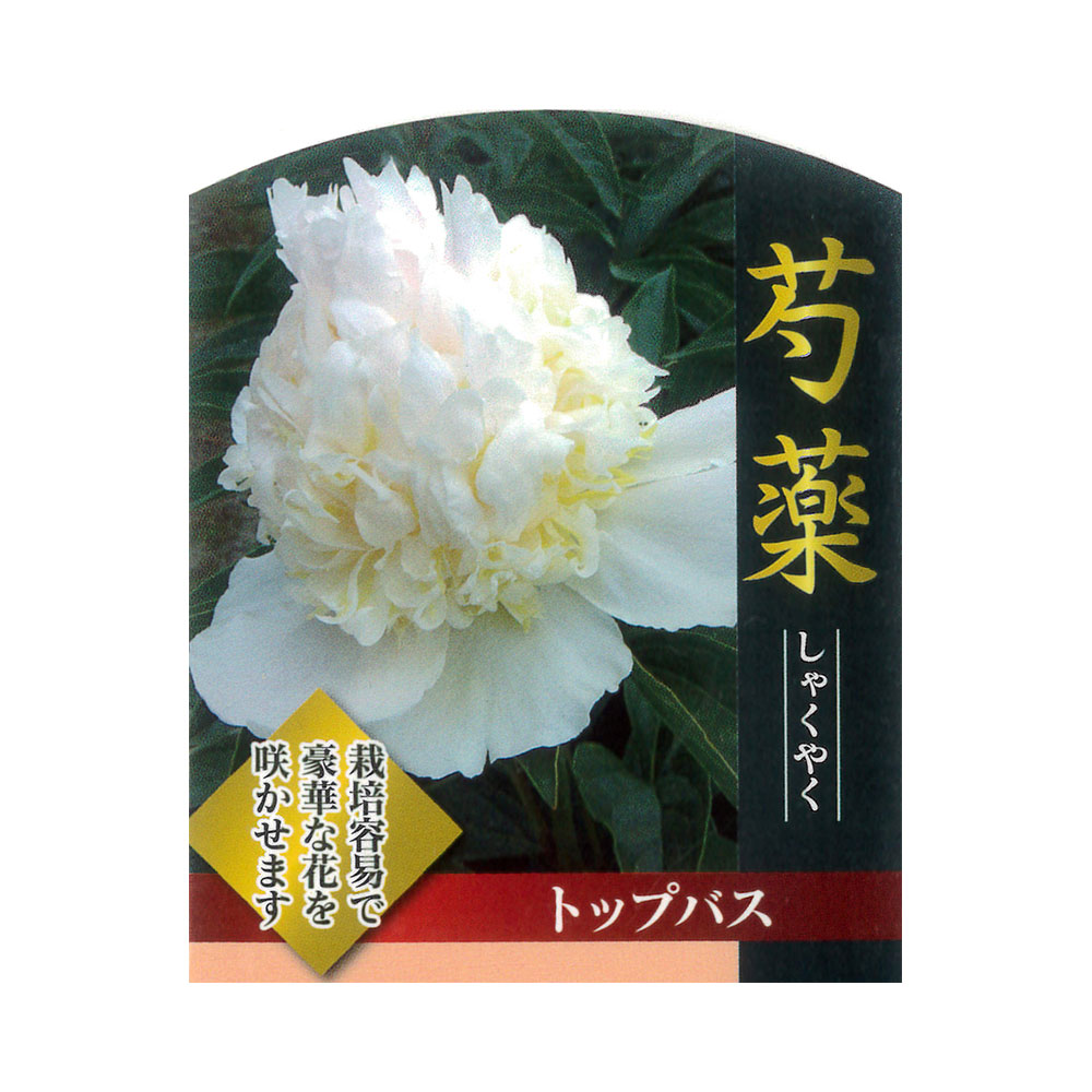 芍薬 トップバス 1