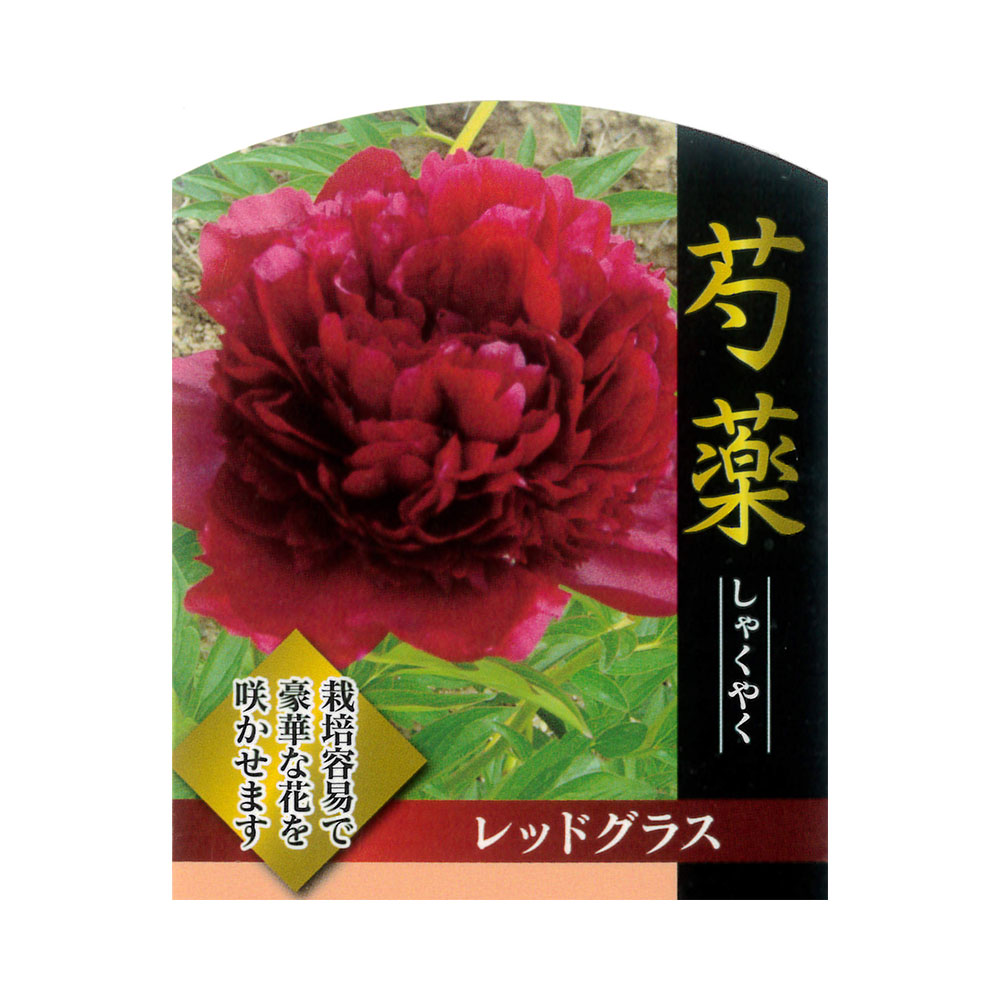 芍薬 レッドグラス 1