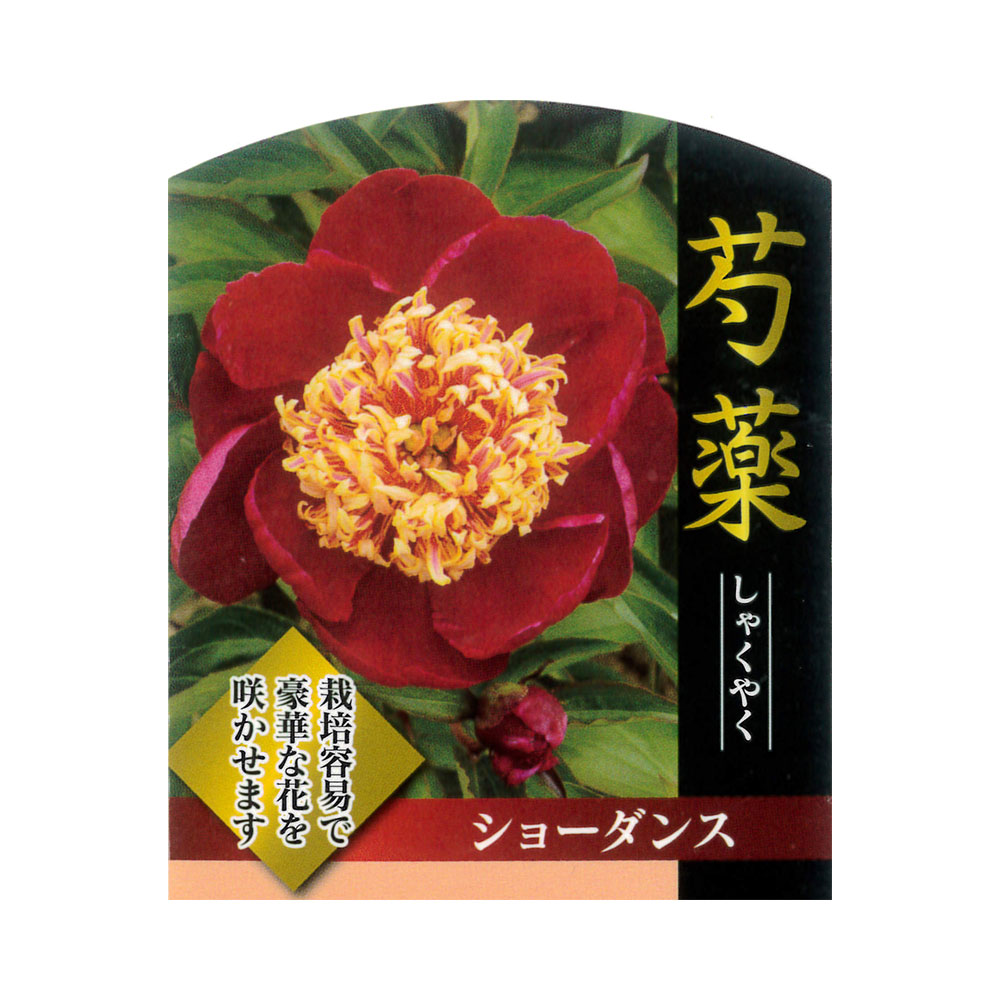 芍薬 ショーダンス 