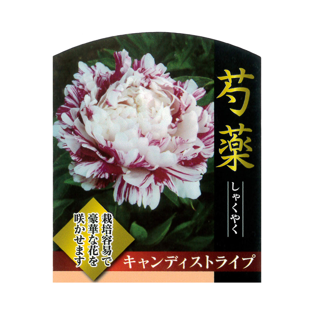 芍薬 キャンディストライプ 