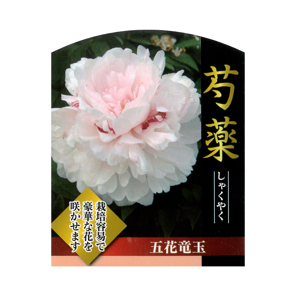 芍薬 五花竜玉 1