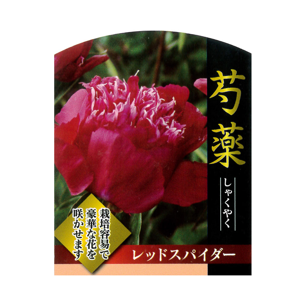 芍薬 レッドスパイダー 1