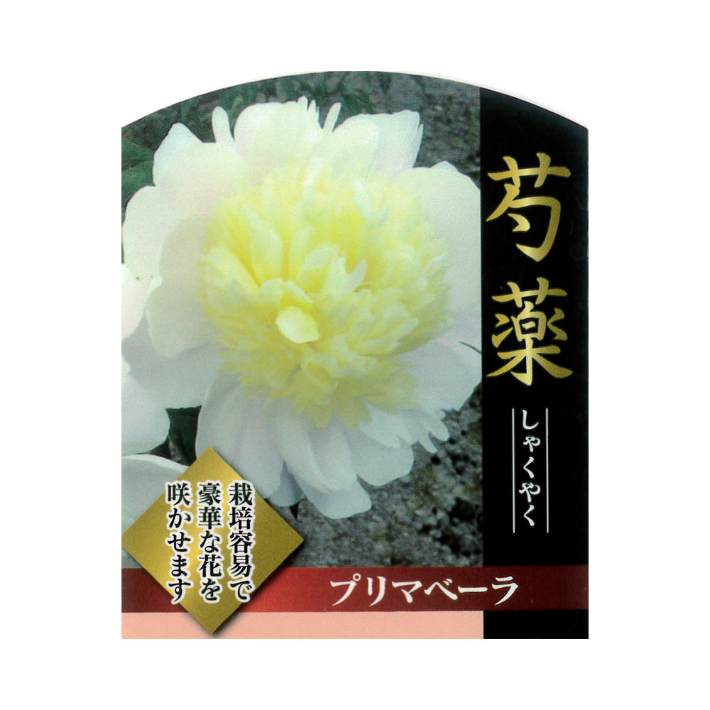 芍薬 プリマベーラ 