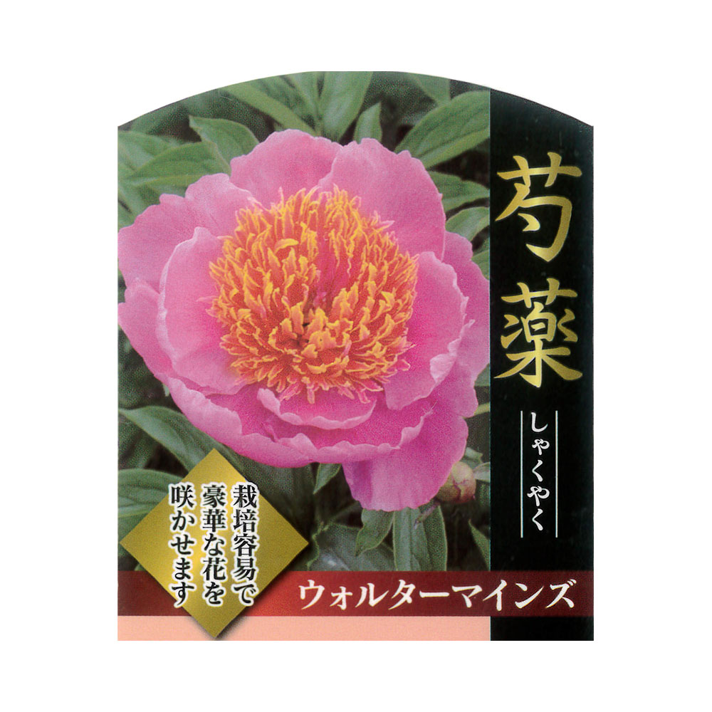 芍薬 ウォーターマインズ 1