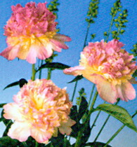 ラズベリーサンダー